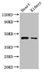 PTCD2 Polyclonal Antibody