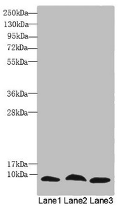 C4orf3 Polyclonal Antibody
