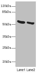 PNPLA2 Polyclonal Antibody