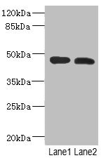 RGMA Polyclonal Antibody