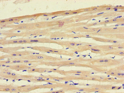 ART5 Polyclonal Antibody