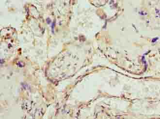 UBXN10 Polyclonal Antibody