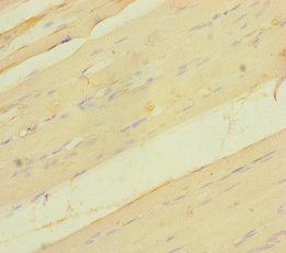 VGLL2 Polyclonal Antibody