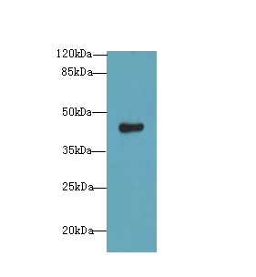 RNF128 Polyclonal Antibody