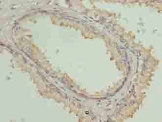 COG3 Polyclonal Antibody