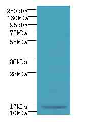 C7orf34 Polyclonal Antibody
