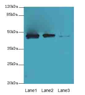PRSS35 Polyclonal Antibody