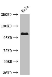 USP33 Polyclonal Antibody