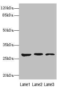 KLK6 Polyclonal Antibody