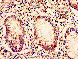 C10orf32 Polyclonal Antibody
