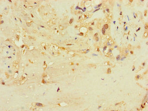 TSPAN32 Polyclonal Antibody