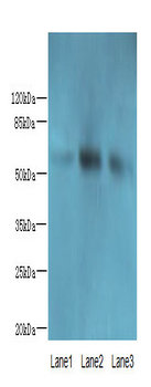 FAM63A Polyclonal Antibody