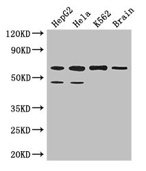 PAF1 Polyclonal Antibody