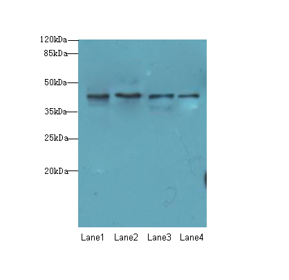 NUP43 Polyclonal Antibody