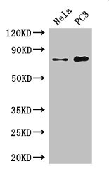 STRBP Polyclonal Antibody
