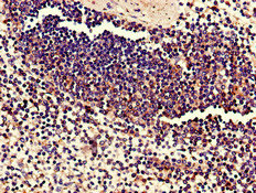 C17orf78 Polyclonal Antibody