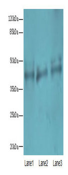 VN1R2 Polyclonal Antibody