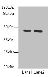 FBXO25 Polyclonal Antibody