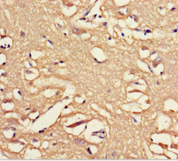Immunohistochemistry of paraffin-embedded human brain tissue using GPX8 Polyclonal Antibody at dilution 1:100