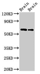CPNE4 Polyclonal Antibody