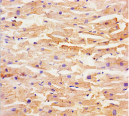 SHD Polyclonal Antibody