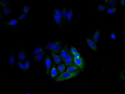 MRGPRX3 Polyclonal Antibody