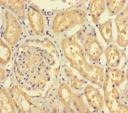FERD3L Polyclonal Antibody