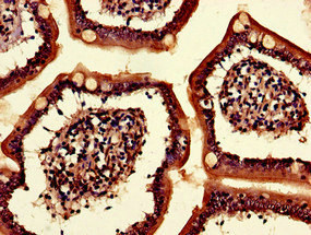 KLHL34 Polyclonal Antibody