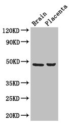 CD177 Polyclonal Antibody