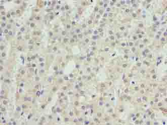 SEC16B Polyclonal Antibody