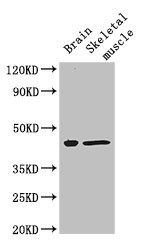 FAM43A Polyclonal Antibody