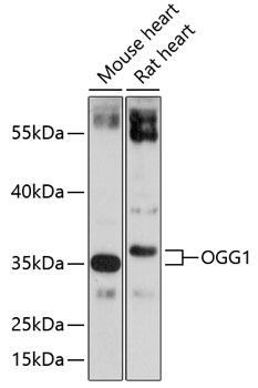 OGG1 Polyclonal Antibody (100 µl)