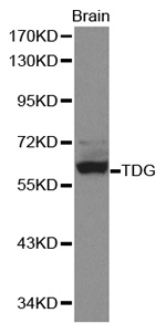 Western blot analysis of brain cell lysate using TDG Polyclonal Antibody.