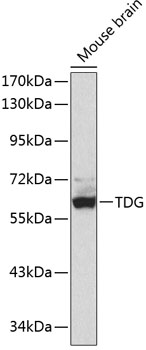 TDG Polyclonal Antibody (100 µl)