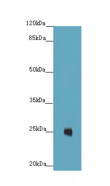 FAM3C Polyclonal Antibody