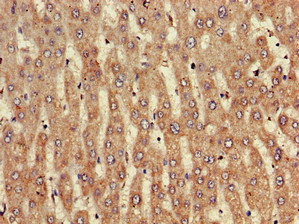 NINJ1 Polyclonal Antibody