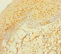 MS4A6E Polyclonal Antibody