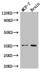 EIF3C Polyclonal Antibody