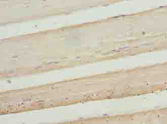 COL12A1 Polyclonal Antibody