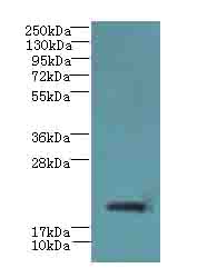 C17orf62 Polyclonal Antibody