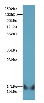 TSC22D3 Polyclonal Antibody