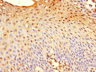 Immunohistochemistry of paraffin-embedded human tonsil tissue using TSC22D3 Polyclonal Antibody at dilution 1:100