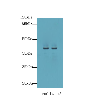 P2RY13 Polyclonal Antibody