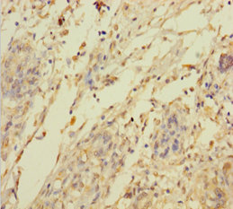 C2orf49 Polyclonal Antibody