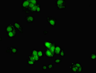 ATG10 Polyclonal Antibody (100 µl)