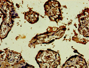 CST9L Polyclonal Antibody