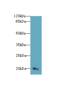 DEFB129 Polyclonal Antibody