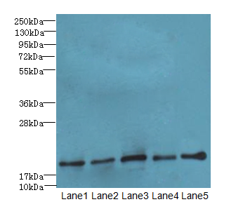 PPIL3 Polyclonal Antibody