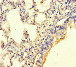 POMK Polyclonal Antibody