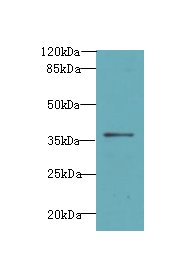 ASB7 Polyclonal Antibody